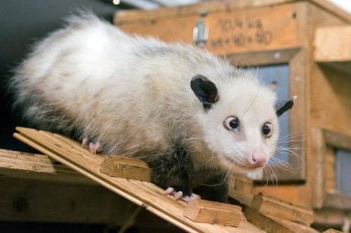 opossum_strabico2.jpg
