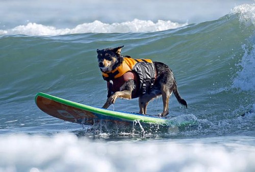 notizie animali, notizie divertenti, notizie strane, notizie commoventi, cani, cani e surf, competizione surfistica per cani, gara di surf per cani, Bay Resort Surf Dog Competition