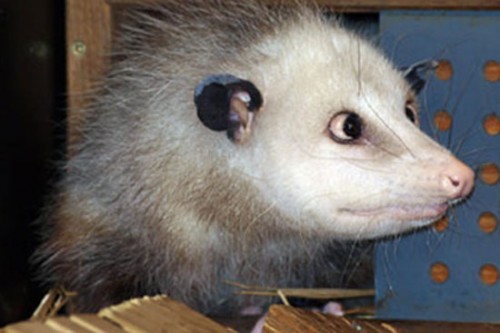 opossum_strabico3.jpg