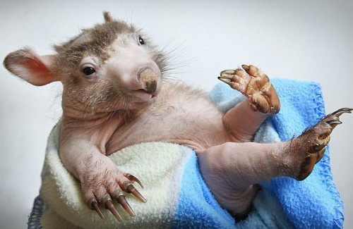 wombat_calvo1.jpg