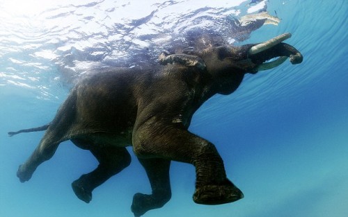 notizie animali, notizie divertenti, notizie strane, notizie commoventi, elefanti-traghetto, elefanti-taxi d'acqua, elefanti in pensione, Andaman Islands