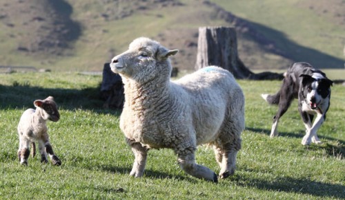 notizie animali, notizie divertenti, notizie strane, notizie commoventi, pecore, pecore nane, agnelli gemelli, Nuova Zelanda