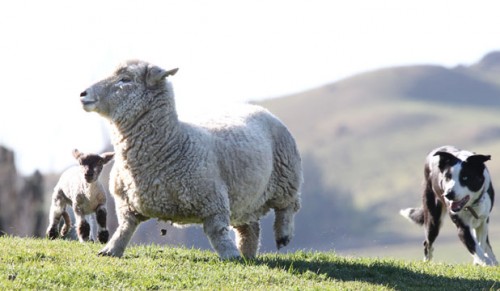 notizie animali, notizie divertenti, notizie strane, notizie commoventi, pecore, pecore nane, agnelli gemelli, Nuova Zelanda