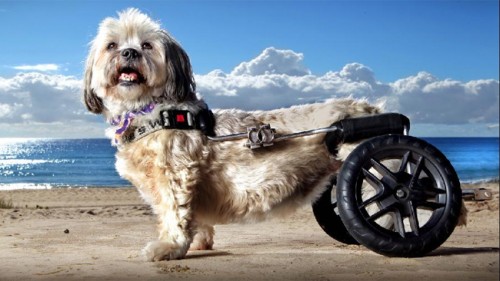 notizie animali, notizie divertenti, notizie strane, notizie commoventi, cani, shihtzu, maltese, cani paralizzati, sedie a rotelle per cani